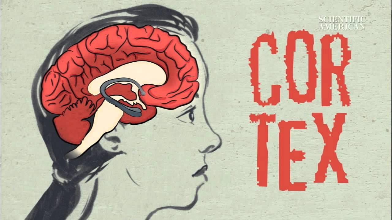 medytacja zmienia strukturę mózgu